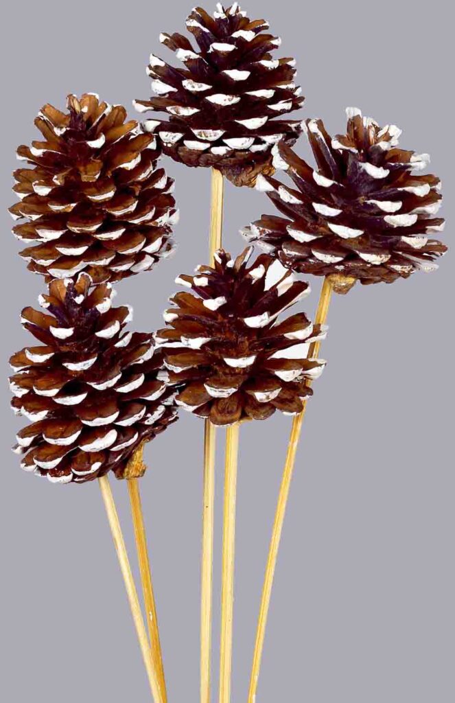 XD4042NW White Tipped Picked Pine Cones