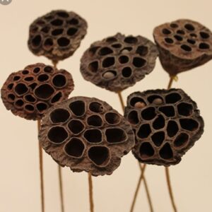 Dried-Flowers-Lotus-Pods-6-1-12